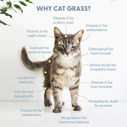 Organic Cat Grass Growing Kit with Elegant Black Ceramic Planter - Ideal Indoor Planting Gift Set