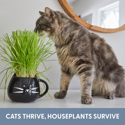 Organic Cat Grass Growing Kit with Elegant Black Ceramic Planter - Ideal Indoor Planting Gift Set
